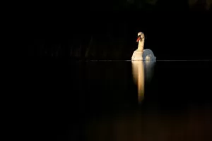 Mute swan (Cygnus olor) in late evening light, Fife, Scotland, UK, November. Photographer quote