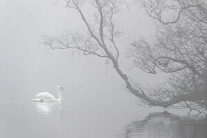 Anseriformes Gallery: Mute swan (Cygnus olor) in mist, Bolam Lake Country Park, Northumberland, UK, November
