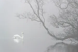 Mute swan (Cygnus olor) in mist, Bolam Lake Country Park, Northumberland, UK, November