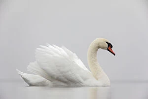 Anseriformes Gallery: Mute swan (Cygnus olor) on a misty morning, with wings raised up in aggressive stance