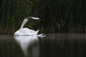 Mute swan (Cygnus olor) moulting and plucking its own feathers, Valkenhorst Nature Reserve, Valkenswaard, The Netherlands. August