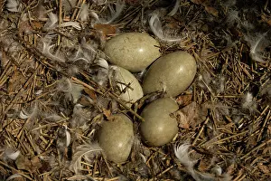 True Swan Prints: Mute swan (Cygnus olor) nest with eggs, Abbotsbury Swannery, Dorset, England, UK. June