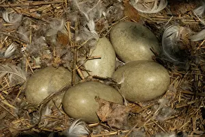 True Swan Prints: Mute swan (Cygnus olor) nest with eggs, Abbotsbury Swannery, Dorset, England, UK. June