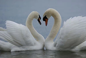 Affectionate Gallery: Mute swan (Cygnus olor) pair courting. Walthamstow reservoir, London, UK