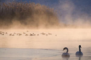 Tranquility Collection: Mute swan (Cygnus olor) pair on misty lake, Amsterdamse Waterleidingduinen Nature Reserve
