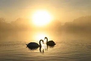 Images Dated 5th November 2019: Mute swan (Cygnus olor) pair at sunrise. London, UK. December