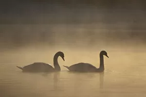 Mute swan (Cygnus olor) pair on water in winter dawn mist, Loch Insh, Cairngorms NP