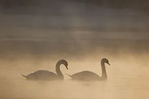Mute swan (Cygnus olor) pair on water in winter dawn mist, Loch Insh, Cairngorms NP