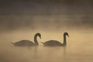 Tranquil Prints: Mute swan (Cygnus olor) pair on water in winter dawn mist, Loch Insh, Cairngorms NP