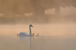 London Prints: Mute swan (Cygnus olor) parent and cygnets on a misty lake at sunrise. London, UK. May