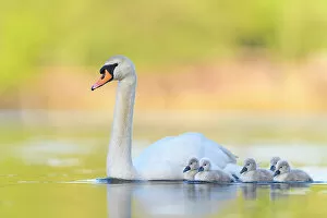 Mute swan (Cygnus olor) parent and cygnets swimming. London, UK. May