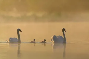 London Prints: Mute swan (Cygnus olor) parents and cygnets on a misty lake at sunrise. London, UK. May