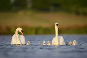 June 2021 Highlights Gallery: Mute swan (Cygnus olor) parents and cygnets swimming, London, UK, April