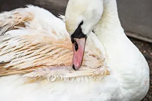 Anatidae Prints: Mute swan (Cygnus olor) with Pink feather flamingo syndrome