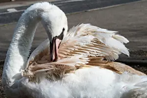 Anatidae Prints: Mute swan (Cygnus olor) with Pink feather flamingo syndrome