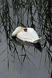 Mute Swan (Cygnus olor) resting, Shapwick NNR, Avalon Marshes, Somerset Levels, UK