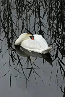 Anatidae Gallery: Mute Swan (Cygnus olor) resting, Shapwick NNR, Avalon Marshes, Somerset Levels, UK