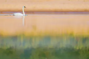 True Swan Prints: Mute swan (Cygnus olor) on river in evening light