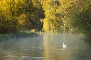 Anatidae Gallery: Mute swan (Cygnus olor) on the River Itchen at dawn, Ovington, Hampshire, England, UK, May