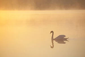 Images Dated 27th May 2012: Mute swan (Cygnus olor) on River Spey at dawn, Cairngorms National Park, Scotland