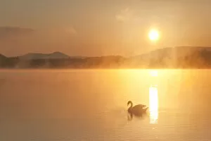 Images Dated 27th May 2012: Mute swan (Cygnus olor) on River Spey at dawn, Cairngorms National Park, Scotland