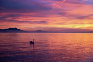 Silhouetted Prints: Mute swan (Cygnus olor) silhouetted on lake at sunset, Switzerland. February