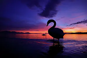 Anatidae Prints: Mute swan (Cygnus olor) silhouetted at sunset, Lake Geneva, Switzerland. February