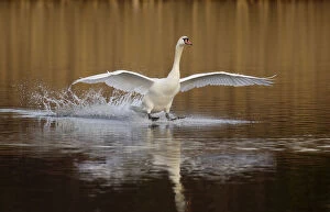 Images Dated 18th August 2009: Mute swan (Cygnus olor) skidding along the surface of the water as it lands, Derbyshire