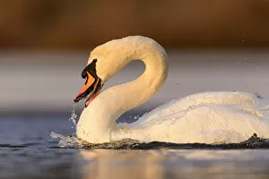 Mute swan (Cygnus olor) splashing water with beak to wash itself in lake, London, UK. February