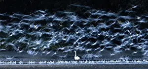 Blurred Movement Prints: Mute swan (Cygnus olor) standing among flock of Black-headed gulls (Chroicocephalus ridibundus) in flight