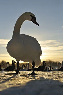 Mute Swan (Cygnus olor) standing on ice at sunrise. Glasgow, Scotland, December