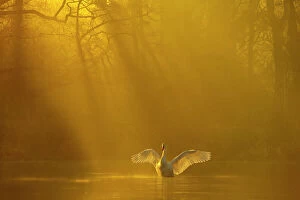 Mute swan (Cygnus olor) stretching its wings backlit at dawn, Poynton, Cheshire, UK