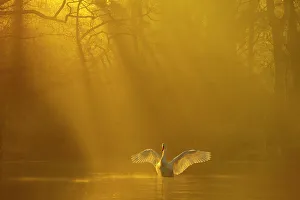 New Beginnings Prints: Mute swan (Cygnus olor) stretching its wings backlit at dawn