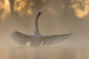 Anseriformes Gallery: Mute swan (Cygnus olor) stretching its wings after preening on a misty morning