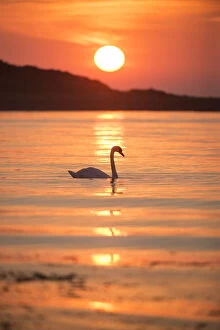 Mute swan (Cygnus olor) at sunrise silhouetted in waters of Lamlash Bay, Isle of Arran