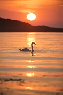 Mute swan (Cygnus olor) at sunrise silhouetted in waters of Lamlash Bay, Isle of Arran