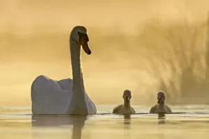 Images Dated 5th November 2019: Mute swan (Cygnus olor) swimming with cygnets in misty lake in morning light. Richmond Park