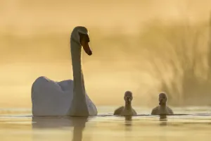 Mute swan (Cygnus olor) swimming with cygnets in misty lake in morning light. Richmond Park