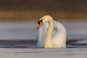 London Prints: Mute swan (Cygnus olor) swimming in a small pool of frozen lake, Richmond Park, London
