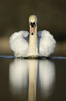 Images Dated 18th August 2009: Mute swan (Cygnus olor) territorial adult, aggressive display posture, Derbyshire