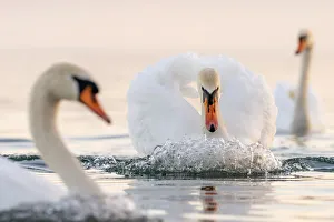 Three Prints: Mute swan (Cygnus olor) in a threathening territorial pose