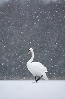 Lakes Prints: Mute swan (Cygnus olor) walking across a frozen lake during a blizzard