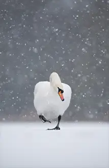 Catalogue3 Prints: Mute swan (Cygnus olor) walking across frozen lake during a blizzard