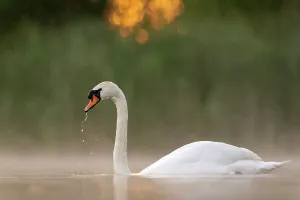 Morning Prints: Mute swan (Cygnus olor) on water drinking in early morning light