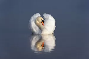 Tranquility Collection: Mute swan (Cygnus olor) on water, England, December