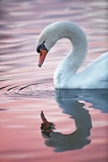 Mood Prints: Mute swan (Cygnus olor) on water in late afternoon light
