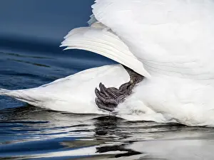 Legs Prints: Mute swan (Cygnus olor) on water with its leg up under its tail feathers