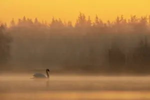 Natural Light Prints: Mute swan (Cygnus olor) on water on a misty morning