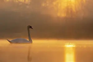 Natural Light Prints: Mute swan (Cygnus olor) on water on a misty morning