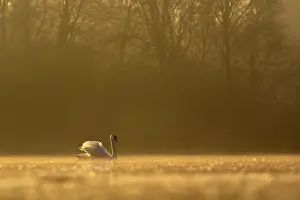 Natural Light Prints: Mute swan (Cygnus olor) on water in morning light